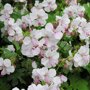 Geranium wit